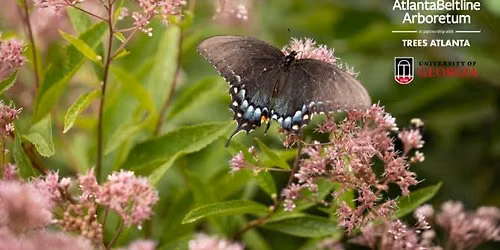 Pollinator Week Walk: An Evening of Entomology on the Beltline Arboretum