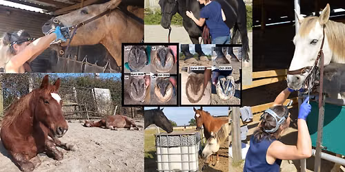 Open Day with talk - What is Whole Horse Rehabilitation?
