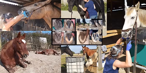 Open Day with talk - What is Whole Horse Rehabilitation?