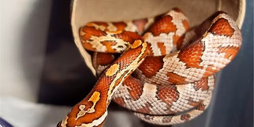 Holiday Critter Creations