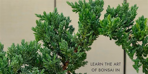 Bonsai Basics