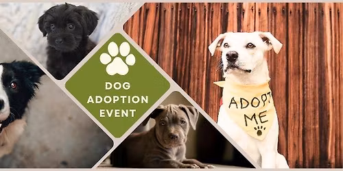 Dog Adoption