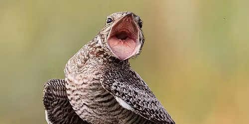 Nighthawk or Not Hawk