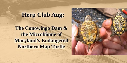 Herp Club Aug: The Conowingo Dam & the Microbiome of Maryland\u2019s Endangered Northern Map Turtle 