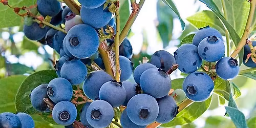 \u201cAll About Blueberries:\u201d Individual Class