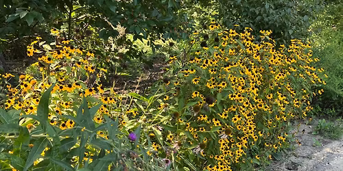 \u200bNative Perennial Plant Sale