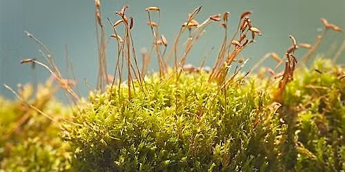 Moss Survey - The Paddock