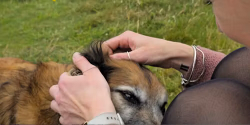 Quiz Night - MS - UK 