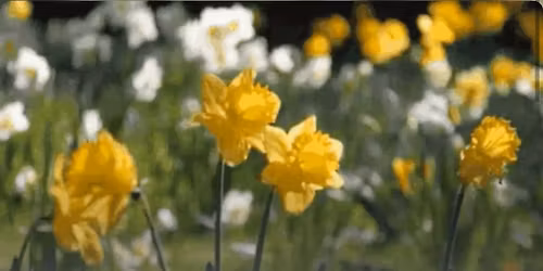 Spring Vendor Fair- Hermann Area District Hospital Auxiliary Public