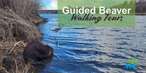 Guided Beaver Walking Tour