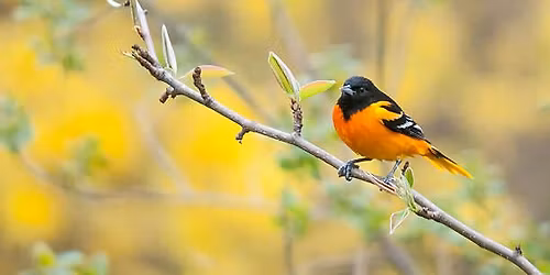 Spring Migration Bird Walk