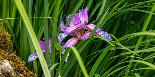 F\u00fcv\u00e9szkerti s\u00e9ta - tematikus szakvezet\u00e9s