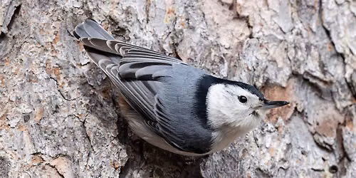 Latodami Presentation- Birdwatching Basics