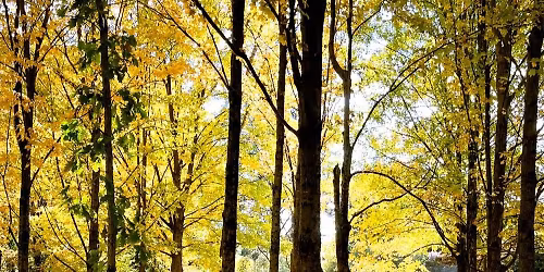 Solstice Forest Bathing