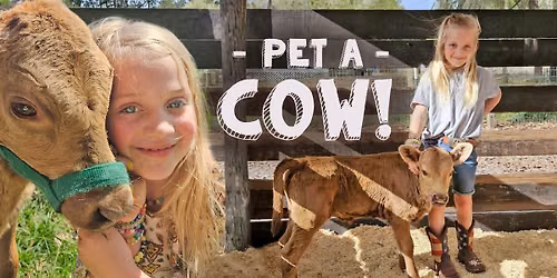 Pet a Baby Cow at the Market! \ud83d\udc04 