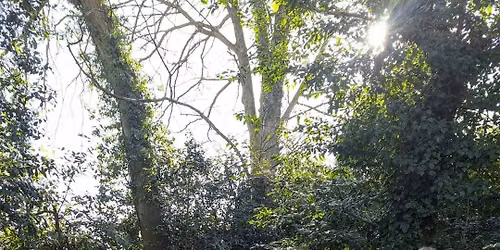 The Folklore of Trees walk at Coates English Willow