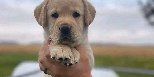 Labrador puppies for adoption 