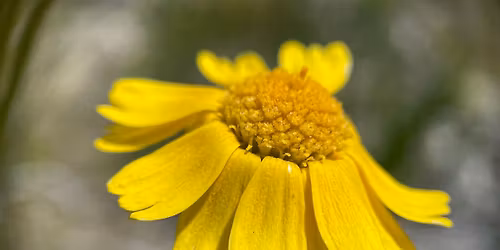 Lakeside Daisy State Nature Preserve Birding the Blooms Hike
