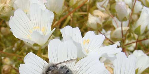 The Complete Mason Bee