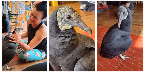 Vulture Yoga 