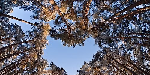 Cults ridge walk - ancient limeworks and veteran trees