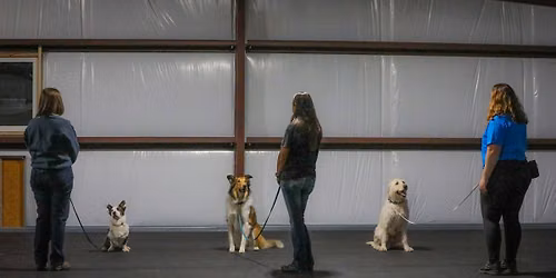 GREAT Dog Class @ Westport Animal Clinic