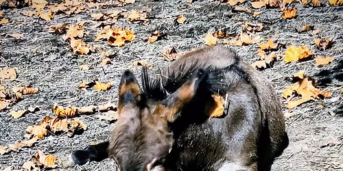 Wahoo acres Tack Swap