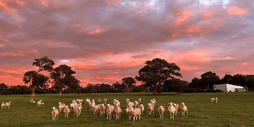 South West SheepMaster Breeders annual ram sale