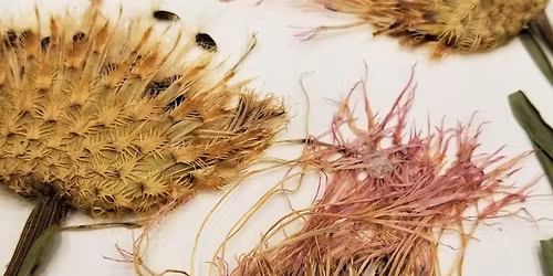 Press to Preserve - in celebration of UARK's 150th Anniversary