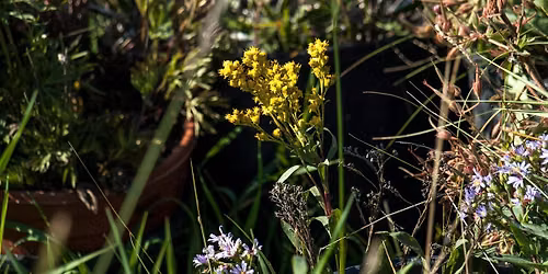 Grow With Us Native Plant Giveaway: Sept 16