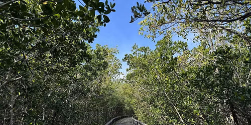 Mangrove Madness Nature Walk