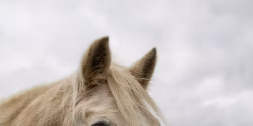 SMS Equestrian Halloween dressage (For clients only)