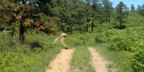 Walk in the Pine Bush 