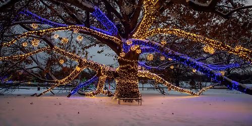 The Great Candy Cane Hunt