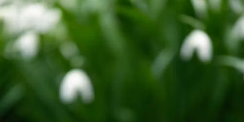 Dementia Friendly Garden Social - April