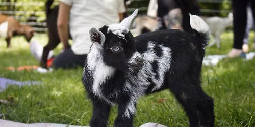 Goat Yoga at the Farm
