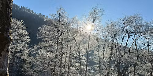 Leafless Tree ID Hike - Silvermont Park