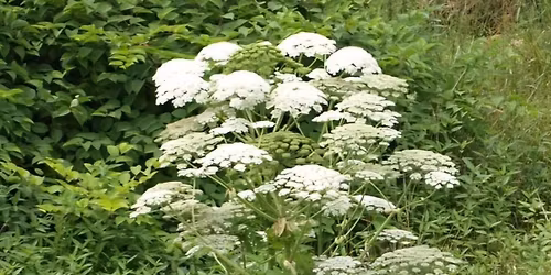 Annual Invasive Species Removal