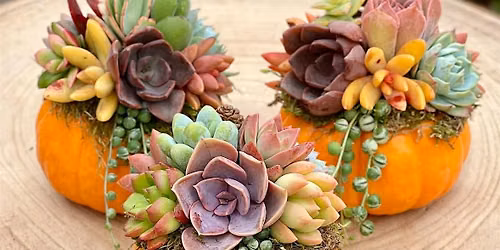 Succulent Pumpkins with Crush & Brew in Temecula, CA