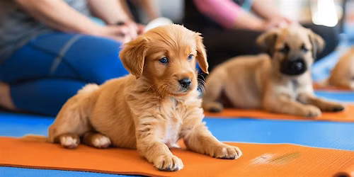 Puppy Yoga with Cavapoo Puppies!