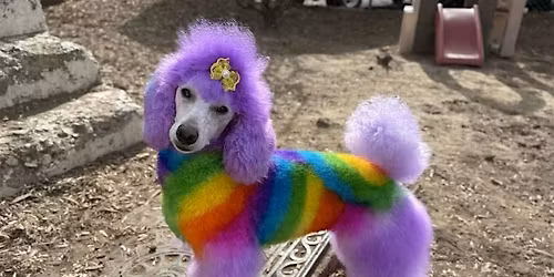 Rainbow Pooch Fashion Show  at Hotel Contssa
