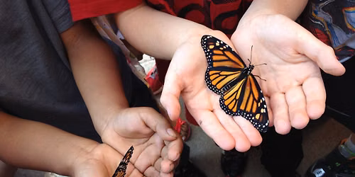 Monarch Tagging