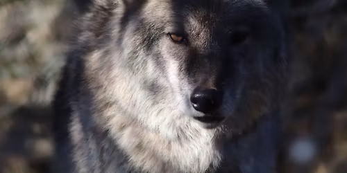 Adult Winter ZooCamp