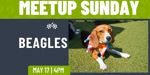 Beagle Meetup