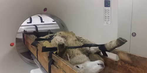 Year 13: Data in Animal Science (4th June)