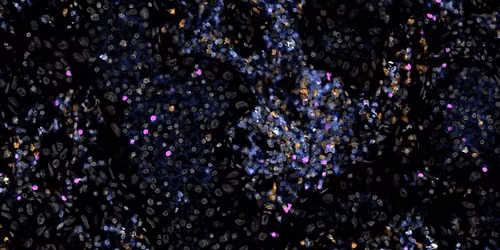 Multiplex Image Analysis & Computational Pathology Workshop