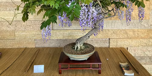 Mother's Day Bonsai Show