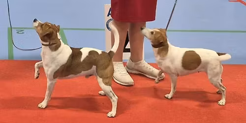 Ringtr\u00e6ning Herlufmagle Hallen