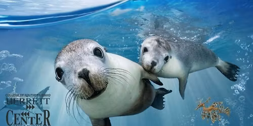 Sea Lions: Life by a Whisker
