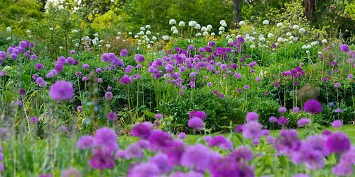 Pollinator Friendly Planting